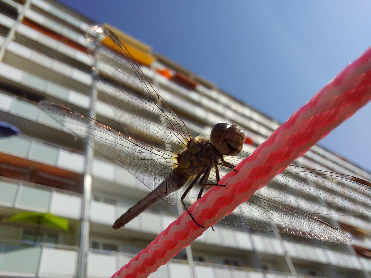Libelle nimmt ein Sonnenbad