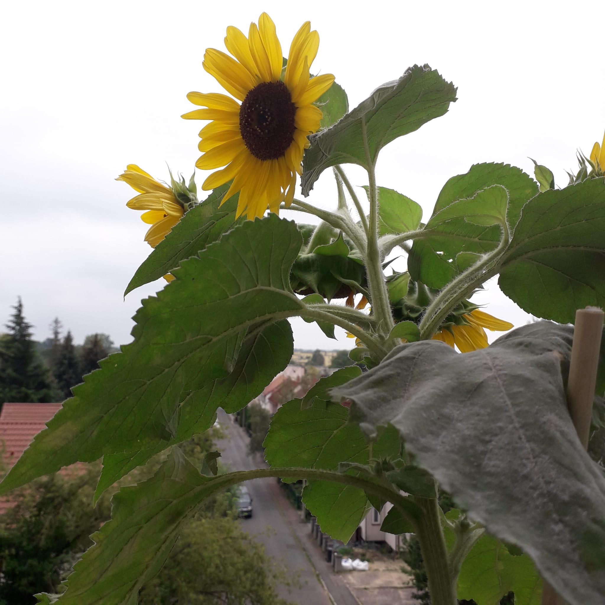 Sonnenblume auf dem Balkon