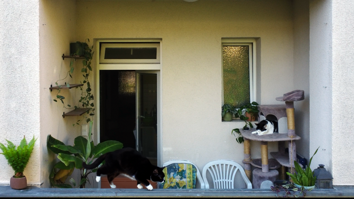 Sommerliche Ruheoase für Katzenfreunde